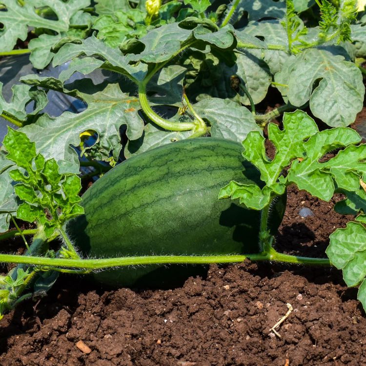 Watermelon Seasonal